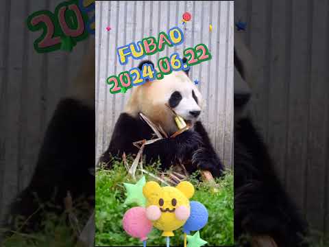 FUBAO2024.06.22 #panda #pets #fubao #animals #cute #zoo #cutepanda #automobile #funny #petshop