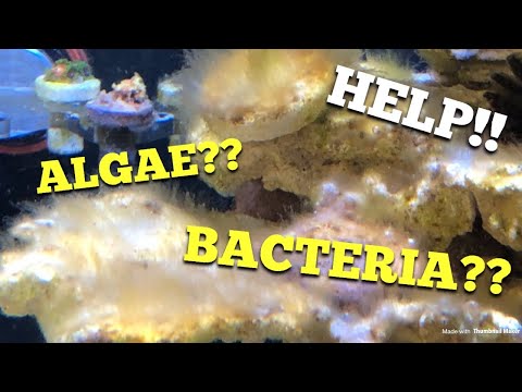 HELP! Algae or Bacteria? Mini tank Update