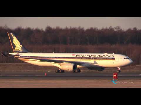 " 新千歳、冬の風物詩!! シンガポール航空が朝陽を浴びて機体を黄金色に輝かせた!! " Singapore Airlines(SIA) Airbus A330-300 9V-SSG