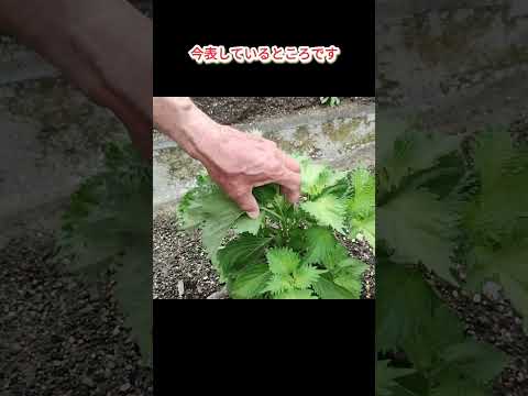 【青じそ大葉】主軸と脇芽の摘芯を繰り返し、沢山収穫しよう【家庭菜園シリーズ】＃shorts 　　＃大葉　＃青じそ