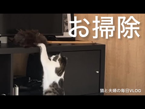 猫と夫婦の毎日VLOG#431 猫とお掃除 Clean with Me