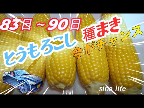 【とうもろこし・家庭菜園】の 育て方、種まき【ゴールドラッシュ】・甘い・美味しい2024年・ siba ライフ 2024 3 30 #とうもろこし #家庭菜園 #土作り #種まき #育て方