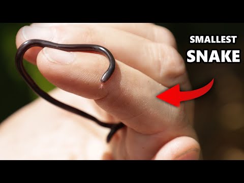 The WORLD'S SMALLEST SNAKE has a Hidden Weapon: The Blind Snake