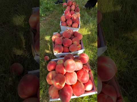 peach picking 摘水蜜桃 8/10/2024