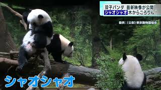 上野の双子パンダ最新映像　シャオシャオも木から落ちる？