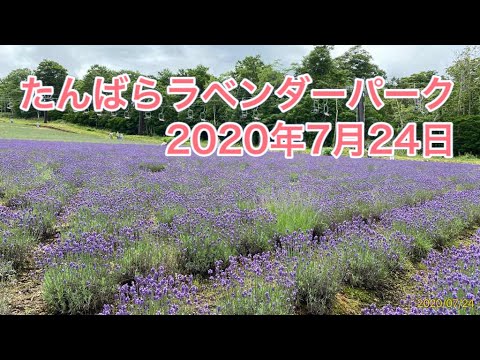 たんばらラベンダーパーク 2020年07月24日