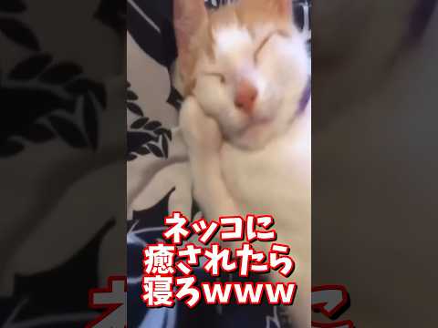 ネッコの動画で癒されたら寝ろｗｗｗ　#2ch #2ch動物スレ #2ch面白いスレ #動物 #犬 #猫 #癒やし #ねこ