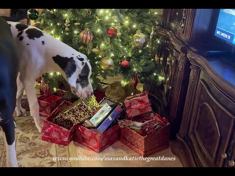 Funny Christmas Camo Cat Guards Gift Boxes From Great Dane Puppy