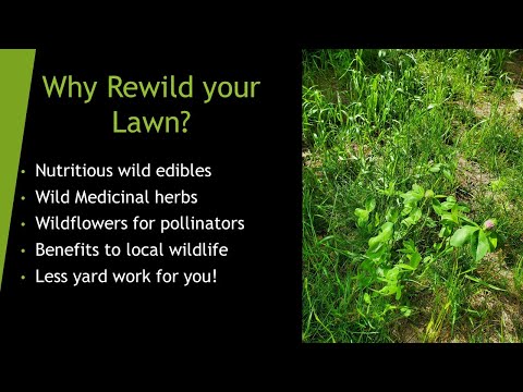 Re-wilding Lawn for Wild Food and Medicine