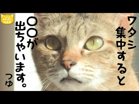 【あわねこ保育園】口元にご注目！　つゆちゃん【里親募集】