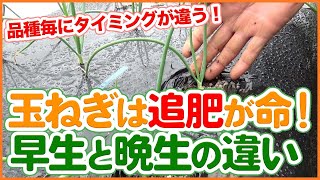 Top-fertilizing tips for early and late-ripening onions taught by a Japanese farmer !