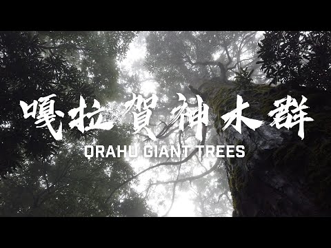 【 #嘎拉賀神木群(A區)/ #Qrahu Giant Trees】漫步雲端 沉浸滿山檜木香 尋覓檜木魔幻林(請開字幕/ENG Sub)