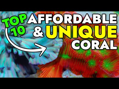 Top 10 Affordable & Unique Corals