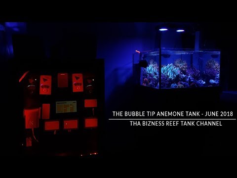 The Bubble Tip Anemone Reef Tank Update - June 2018