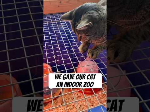 Indoor Zoo for our Cat