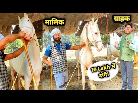 सोनपुर मेला का बाहुबली घोड़ा कैसे बिका | horse farming | sonpur mela 2022 | horse bazar