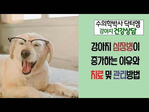 강아지 심장병 증가이유와 치료 및 관리방법