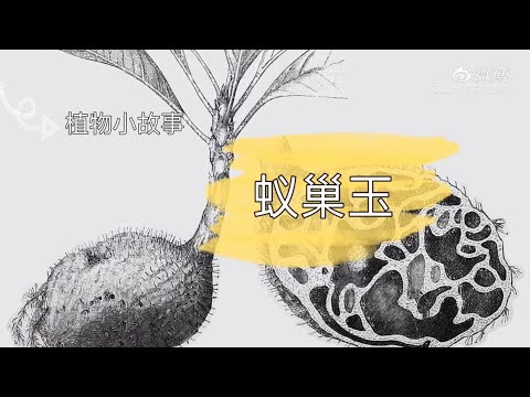 植物小故事第二集：自然中的公寓，蚁巢玉