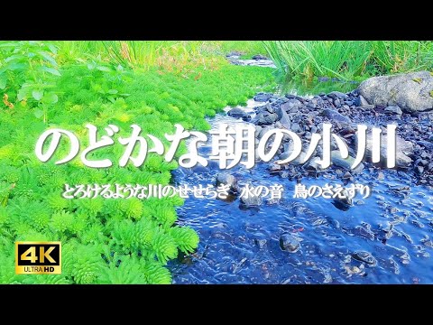 のどかな朝の小川：とろけるような川のせせらぎ、水の音、鳥のさえずり / 勉強、作業集中【自然音,ASMR,4K,relaxing nature sounds】