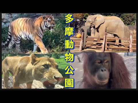 【多摩動物公園】12/2  たくさんの動物さんたちや、紅葉🍁も見れました。