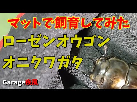 ローゼンオウゴンオニクワガタ　マットで飼育してみた！　#クワガタ