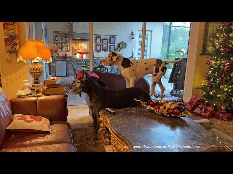 Playful Senior Puppy & Adult Great Danes Love To Run House Zoomies