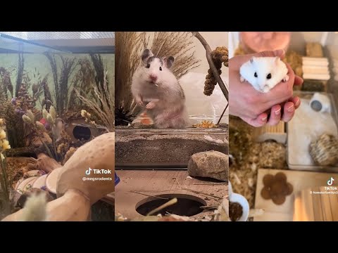 Proper Hamster Care Tiktok Compilation (pt. 5)