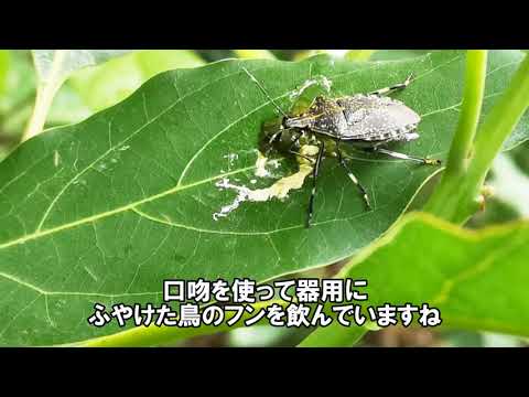 キマダラカメムシが鳥のフンを吸っていた