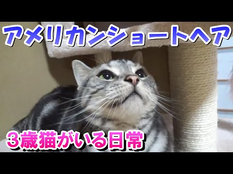 ３歳猫がいる日常（アメリカンショートヘア）