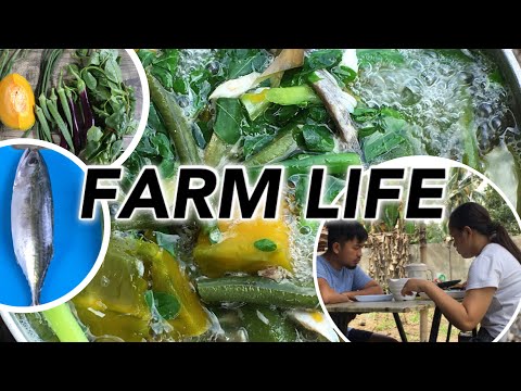 LAW-UY RECIPE! FARM LIFE! NATIVE CHICKEN FARMING!