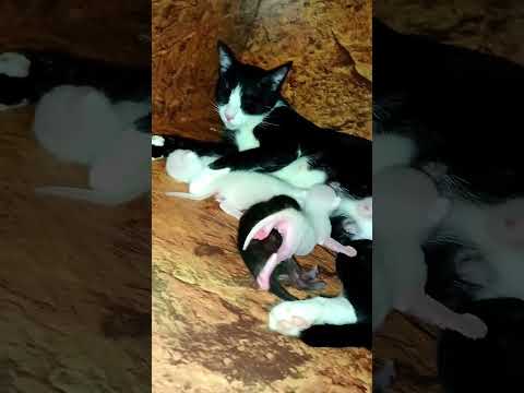 Mother cat feeding her little babies #viral #cat #kitten #pet