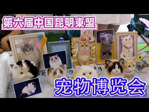 【ペット博】第六届中国昆明东盟宠物博览会・猫猫【ねこだらけ】