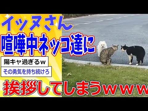 陽キャ過ぎるイッヌさん、喧嘩中の猫に挨拶！ｗｗｗ【2ch動物スレ】 #2ch面白いスレ #2ch動物スレ #ネコ #動物