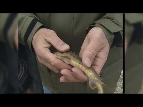 MN DNR Stocking Detroit Lake with Sturgeon and Muskie!