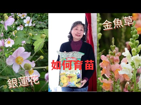 【園藝】種花｜從種子開始育苗｜分享我是如何給金魚草和銀蓮花育苗｜用什麼材料育苗