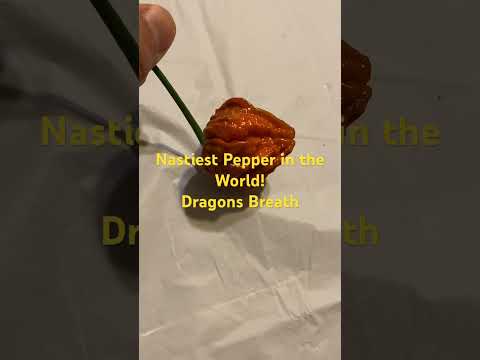 ￼The ABSOLUTE hottest pepper in the world.  The Dragons Breath!  This rates at 2.2 million Scoville