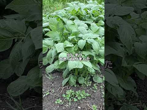 【家庭菜園】ジャガイモ育て中 3月植え付け