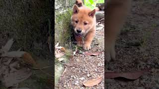 Cute pup explores the wall #shorts #dog #puppy  #cute #animals #petlove #pets