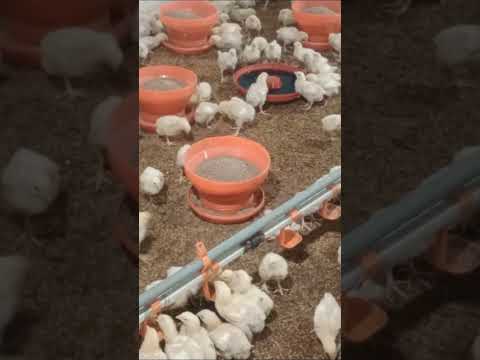 MashaAllah healthy and active chicks, #poultry #mashallah #ytshorts #chicken #ytshortsindia