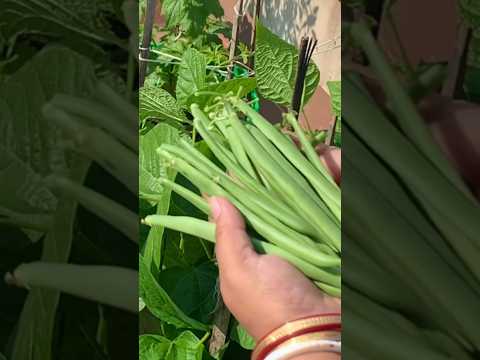 How To Grow Beans At Home #youtubeshorts #organicgardening