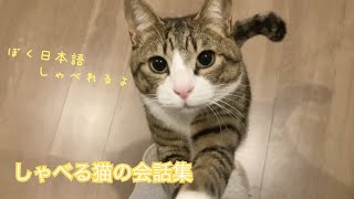 【しゃべる猫総集編】保護した仔猫が日本語を話すようになるまでの成長記録