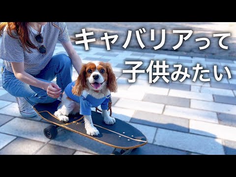 🐶👩スケボーに乗る愛犬が可愛すぎた｜表情豊かでまるで子供なキャバリア【海散歩】