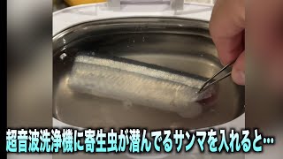 超音波洗浄機にサンマを入れるとどれくらい寄生虫"アニサキス"が出てくるの？　#shorts #ショートな青春