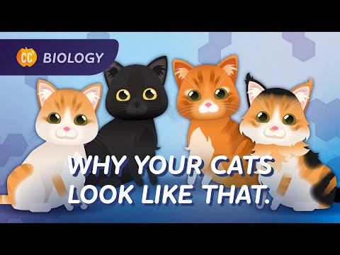 Intro to Genetics: Why Your Cat Looks Like That: Crash Course Biology #31