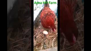 Hen laid an Egg #viral #youtube #shortvideo