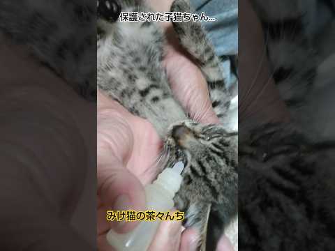 目薬と子猫　#cute #ねこのいる生活 #保護猫#子猫