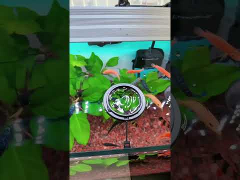 Solving the Filter Fiasco: Preventing Floating Fish Food with this Clever Feeder Hack