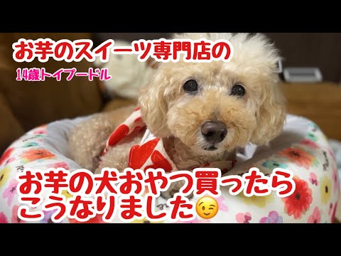 【犬同伴OK】お芋のスイーツ専門店のお芋おやつ買ったらこうなりました🥺