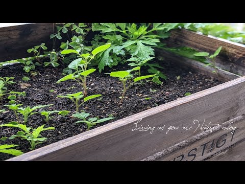 リバーサイドの鳥たち-春の野菜の木箱とコンポスト