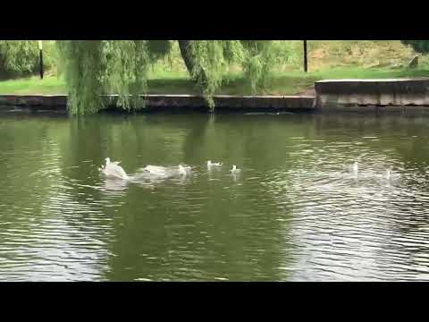 Как моются чайки в воде, после дождя